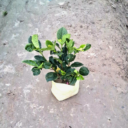 Gandhraj / Gardenia Plant In 6 inch Nursery Bag
