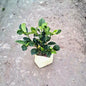 Gandhraj / Gardenia Plant In 6 inch Nursery Bag