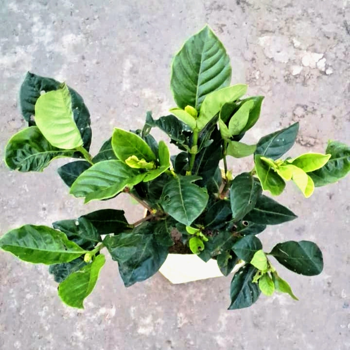 Gandhraj / Gardenia Plant In 6 inch Nursery Bag