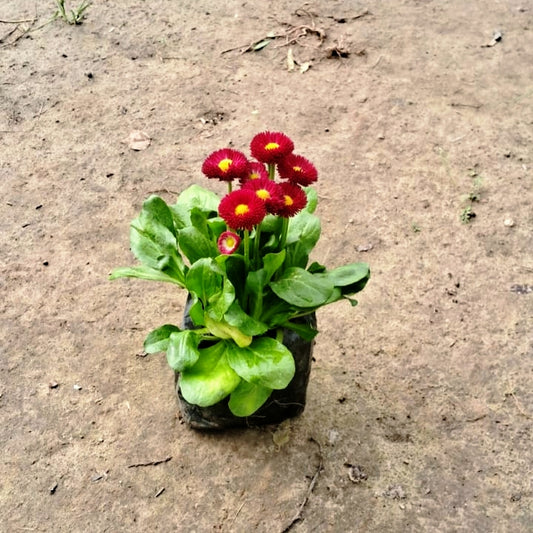 Bella Daisy Red In 4 Inch Nursery Bag