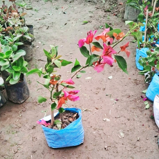 Bougainvillea plant (pune) in 5 inch nursery bag
