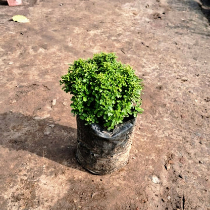 Table Kamini plant in 4 inch nursery bag