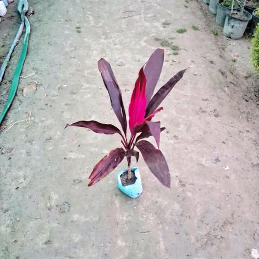 Dracaena rojia plant in 5 inch nursery bag