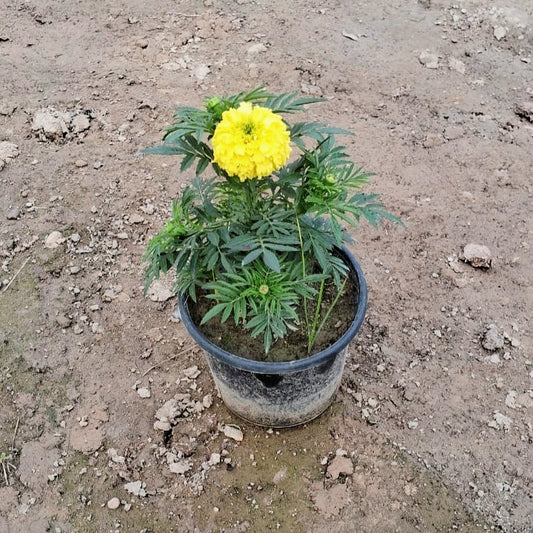 Marigold Flower Plant (Genda Phool) - Winter Special - 6 Inch Pot