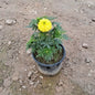 Marigold Flower Plant (Genda Phool) - Winter Special - 6 Inch Pot