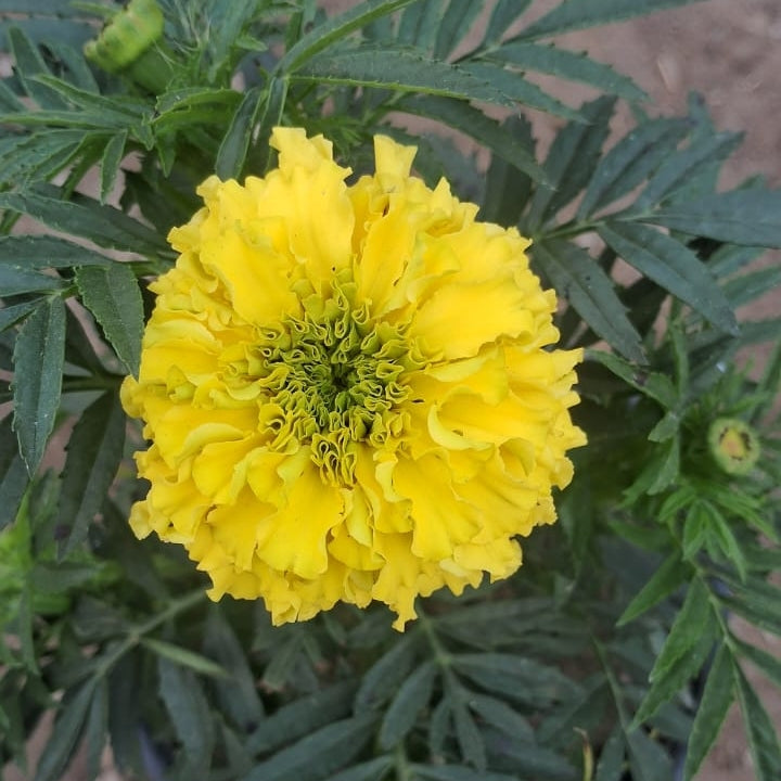 Marigold Flower Plant (Genda Phool) - Winter Special - 6 Inch Pot