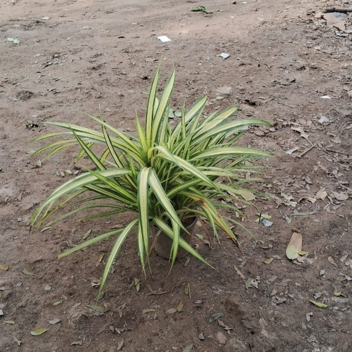 Pandanus Variegated Plant (Golden Screw Pine) - 7 Inch Pot