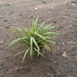 Pandanus Variegated Plant (Golden Screw Pine) - 7 Inch Pot