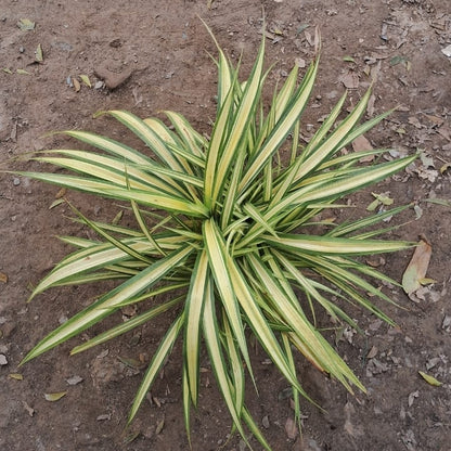 Pandanus Variegated Plant (Golden Screw Pine) - 7 Inch Pot