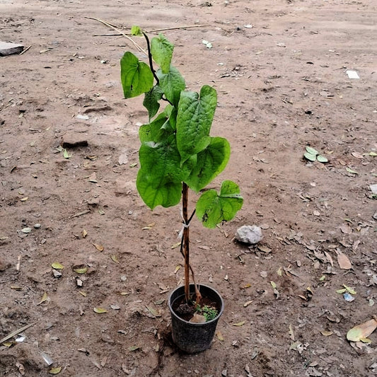 Paan Plant (Betel Leaf) - Medicinal & Auspicious - 6 Inch Pot