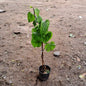 Paan Plant (Betel Leaf) - Medicinal & Auspicious - 6 Inch Pot
