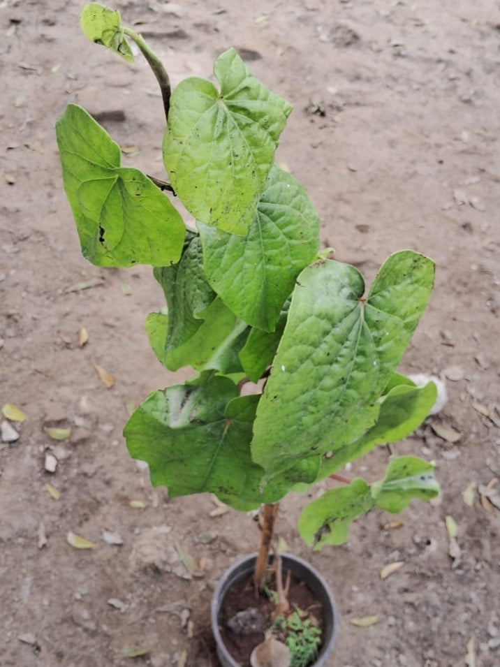 Paan Plant (Betel Leaf) - Medicinal & Auspicious - 6 Inch Pot