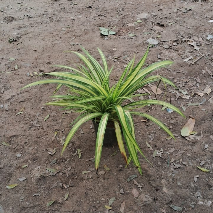 Pandanus Variegated Plant (Screw Pine) - Ornamental Foliage - 6 Inch Pot