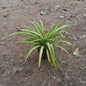 Pandanus Variegated Plant (Screw Pine) - Ornamental Foliage - 6 Inch Pot
