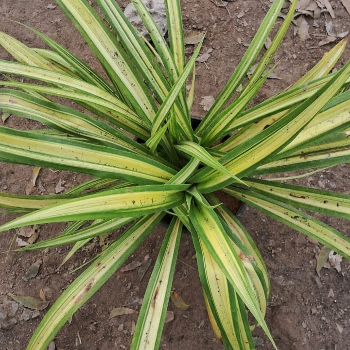 Pandanus Variegated Plant (Screw Pine) - Ornamental Foliage - 6 Inch Pot