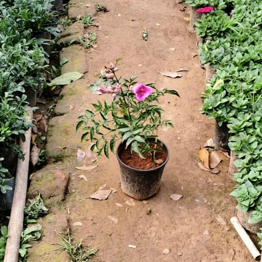 Tecoma Flower Plant (Cape Honeysuckle) - pink/purple Blooms - 6 Inch Pot