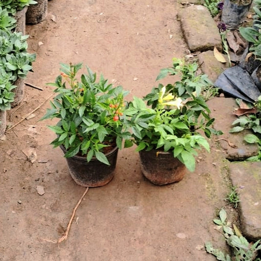 Set of 2 Tecoma Flower Plants (Yellow & Orange) - Vibrant Garden Combo - 6 Inch Pots