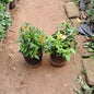 Set of 2 Tecoma Flower Plants (Yellow & Orange) - Vibrant Garden Combo - 6 Inch Pots