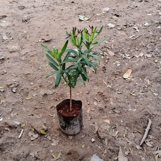 Kaner / Oleander pink flower (Pune) plant in 6 inch polybag