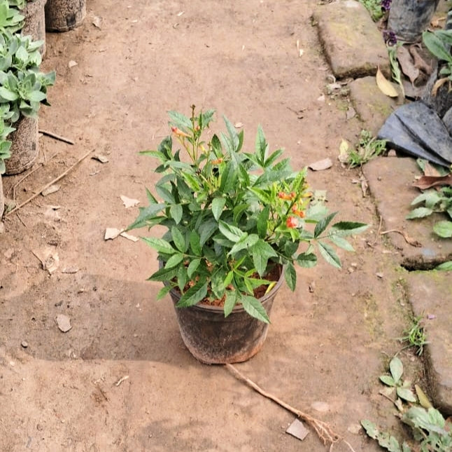 Set of 2 Tecoma Flower Plants (Yellow & Orange) - Vibrant Garden Combo - 6 Inch Pots