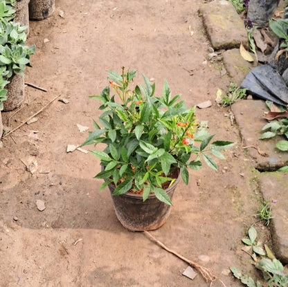 Set of 2 Tecoma Flower Plants (Yellow & Orange) - Vibrant Garden Combo - 6 Inch Pots