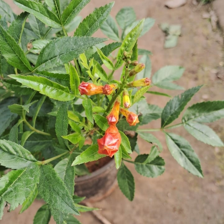 Set of 2 Tecoma Flower Plants (Yellow & Orange) - Vibrant Garden Combo - 6 Inch Pots