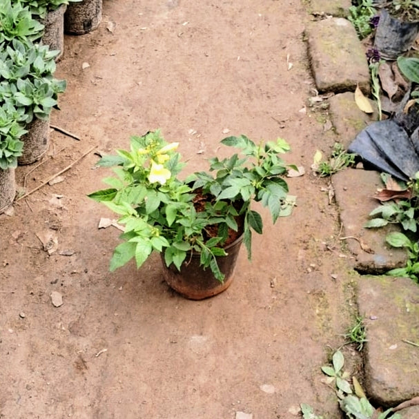 Tecoma Flower Plant (Cape Honeysuckle) - yellow Blooms - 6 Inch Pot
