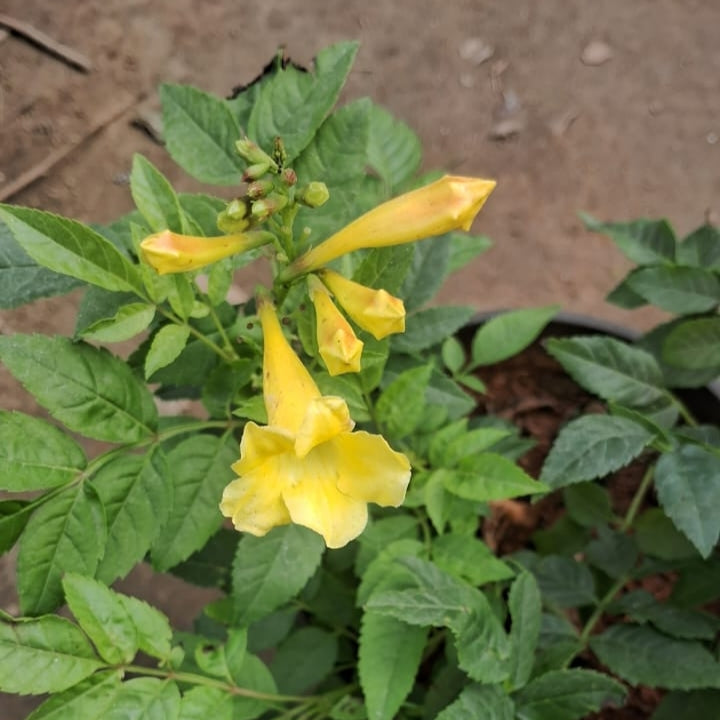 Tecoma Flower Plant (Cape Honeysuckle) - yellow Blooms - 6 Inch Pot