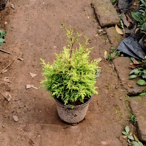 Golden Cyprus Plant (Lemon Cypress) - Ornamental Evergreen - 6 Inch Pot