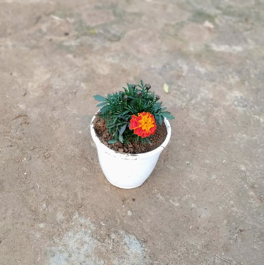 Marigold Jafri Plant (French Marigold) - Winter Flower - 6 Inch White Pot