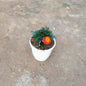 Marigold Jafri Plant (French Marigold) - Winter Flower - 6 Inch White Pot