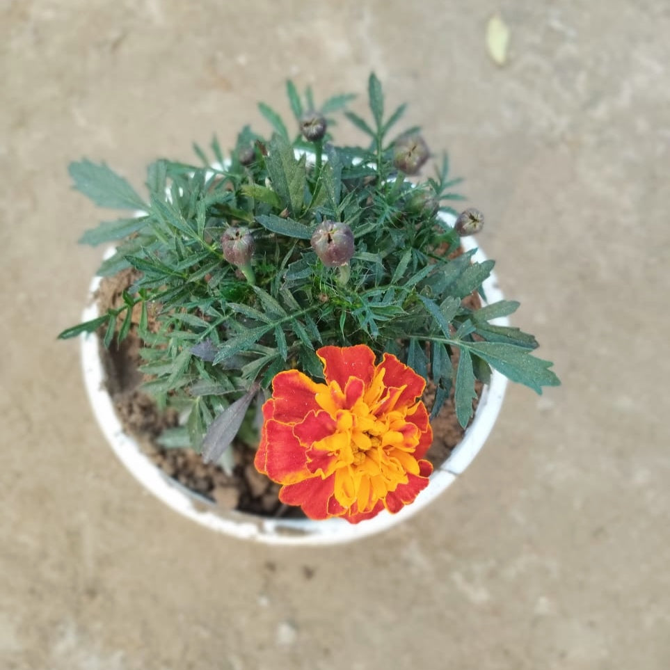 Marigold Jafri Plant (French Marigold) - Winter Flower - 6 Inch White Pot