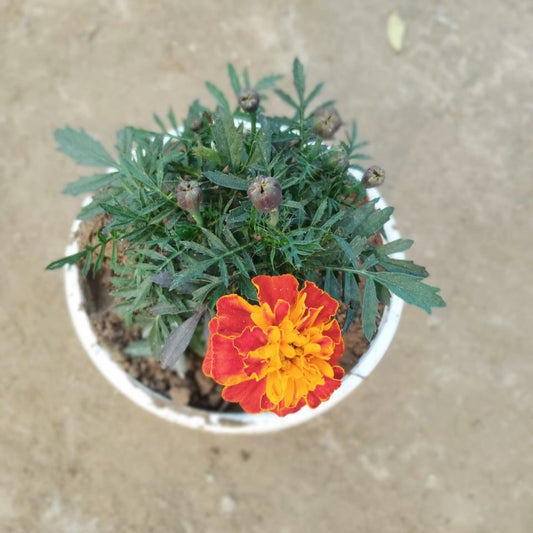 Marigold Jafri Plant (French Marigold) - Winter Flower - 6 Inch White Pot