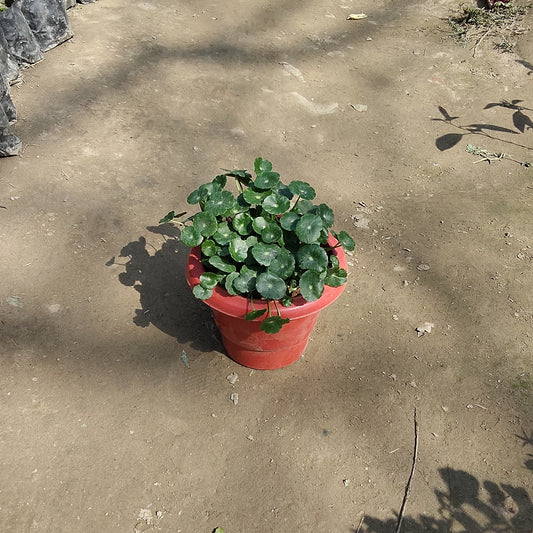 Brahmi Dollar Plant (Pennywort) - in 6-Inch Red Pot