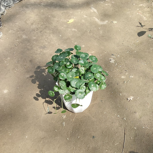 Brahmi Dollar Plant (Pennywort) - Medicinal Herb in 5 Inch White Pot