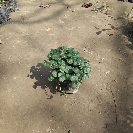 Brahmi Dollar Plant (Pennywort) - Medicinal Ayurvedic Sapling - Nursery Bag