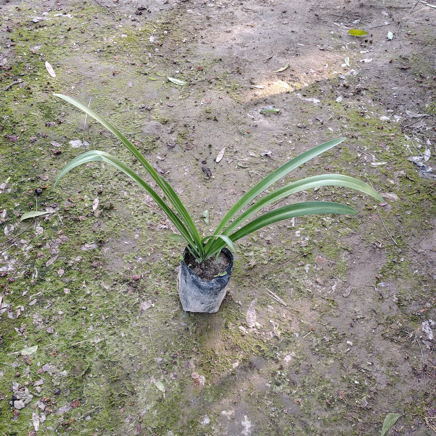 Spider Lily (Hymenocallis caribaea) - Exotic White Flowering Plant (Plant in 5 inch Polybag)