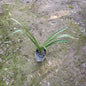 Spider Lily (Hymenocallis caribaea) - Exotic White Flowering Plant (Plant in 5 inch Polybag)