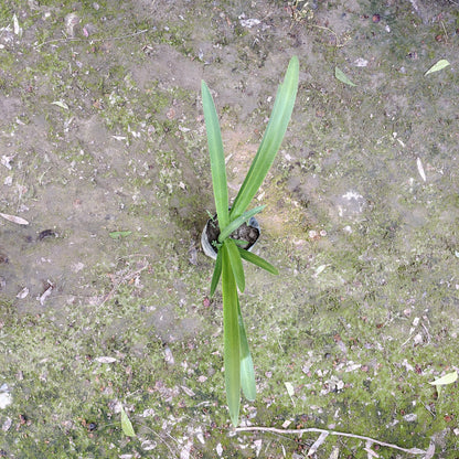 Spider Lily (Hymenocallis caribaea) - Exotic White Flowering Plant (Plant in 5 inch Polybag)