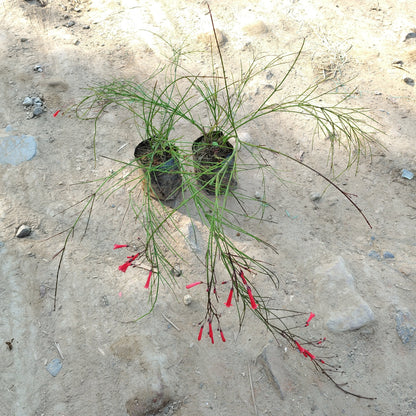 (Set of 2 )Russelia equisetiformis - Red Flowering Fountain Plant (Plant in  4 inch Polybag)