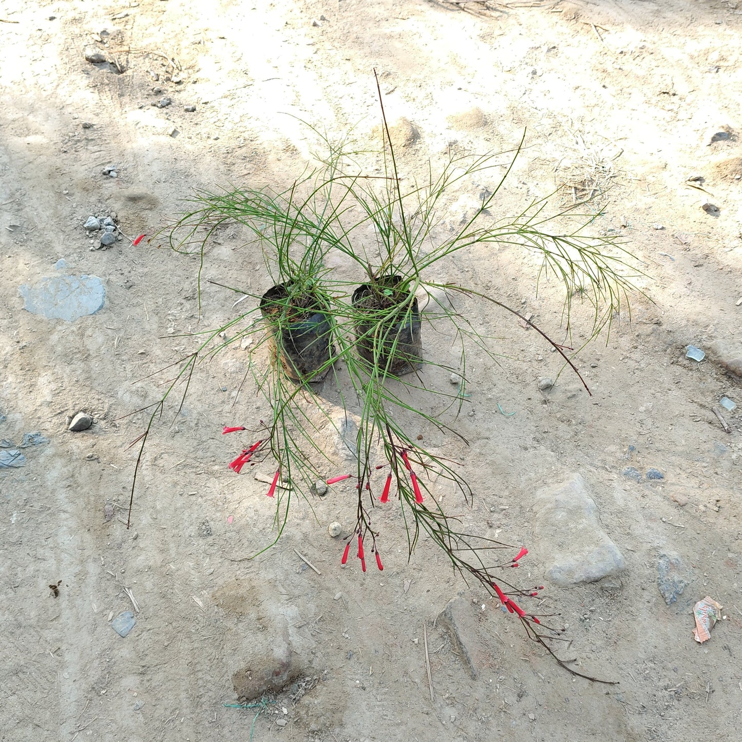 (Set of 2 )Russelia equisetiformis - Red Flowering Fountain Plant (Plant in  4 inch Polybag)
