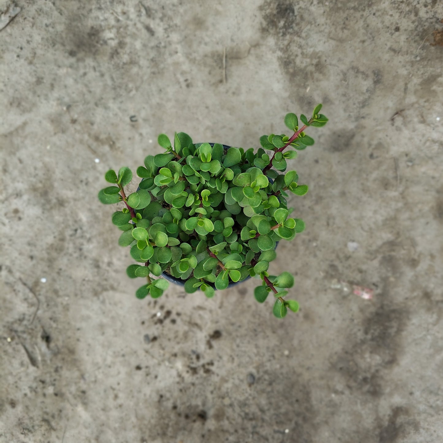 Jade plant (Portulacaria afra) in 6 inch pot