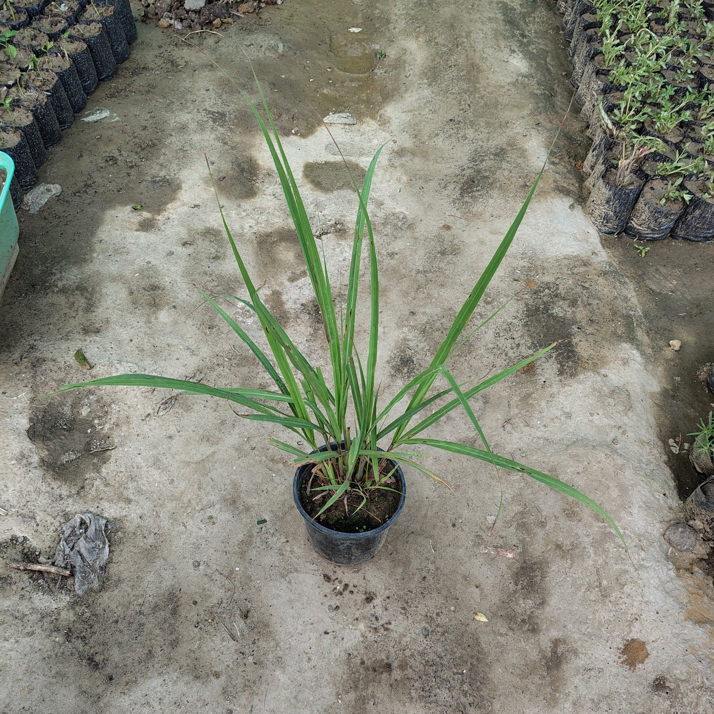 Lemongrass (Cymbopogon) - Fragrant Culinary & Mosquito Repellent Herb (Plant in 6 inch Pot)