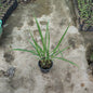 Lemongrass (Cymbopogon) - Fragrant Culinary & Mosquito Repellent Herb (Plant in 6 inch Pot)