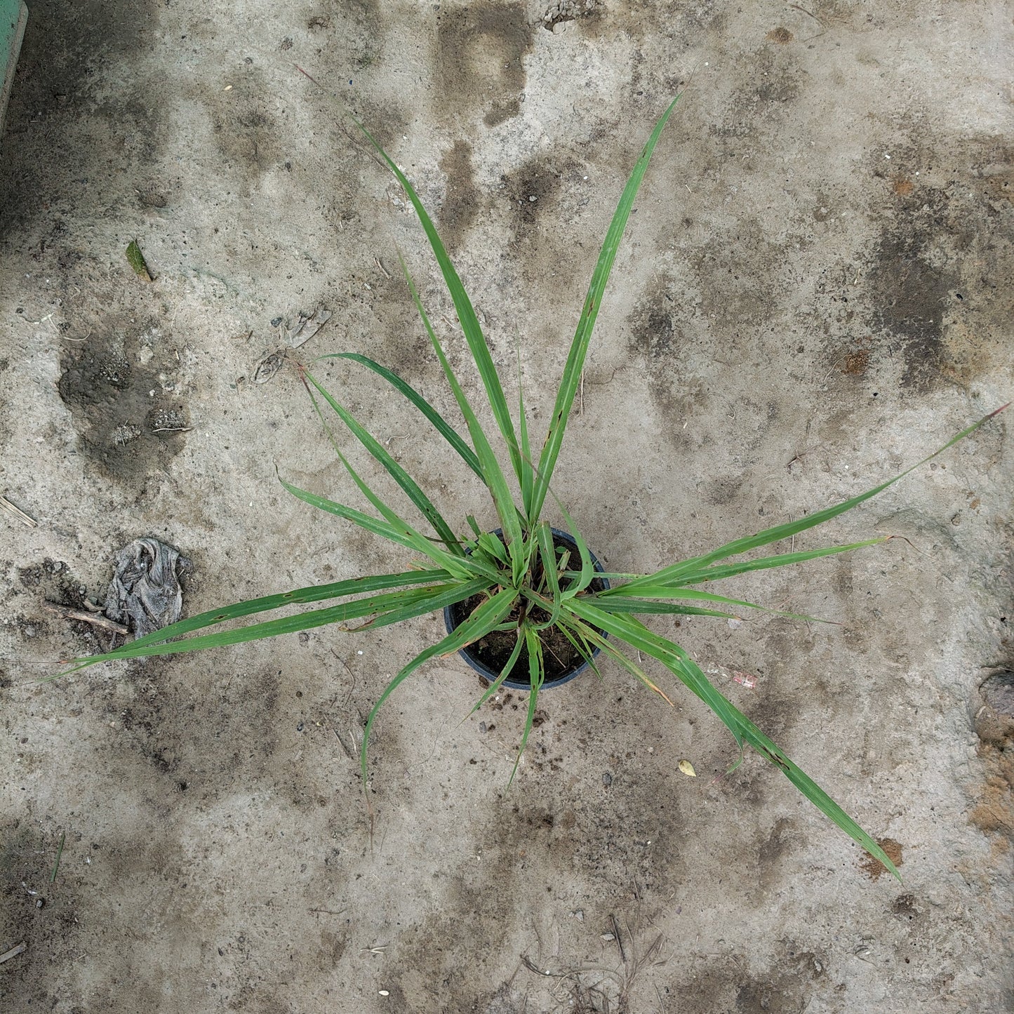 Lemongrass (Cymbopogon) - Fragrant Culinary & Mosquito Repellent Herb (Plant in 6 inch Pot)