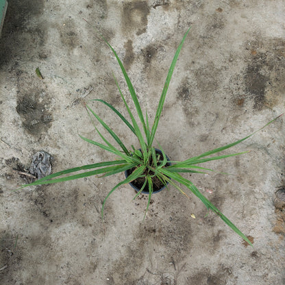 Lemongrass (Cymbopogon) - Fragrant Culinary & Mosquito Repellent Herb (Plant in 6 inch Pot)