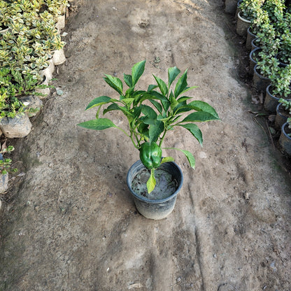 Shimla Mirch (Capsicum/Bell Pepper) - Fresh Vegetable Plant (Plant in 6 inch Pot)