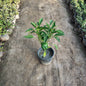 Shimla Mirch (Capsicum/Bell Pepper) - Fresh Vegetable Plant (Plant in 6 inch Pot)