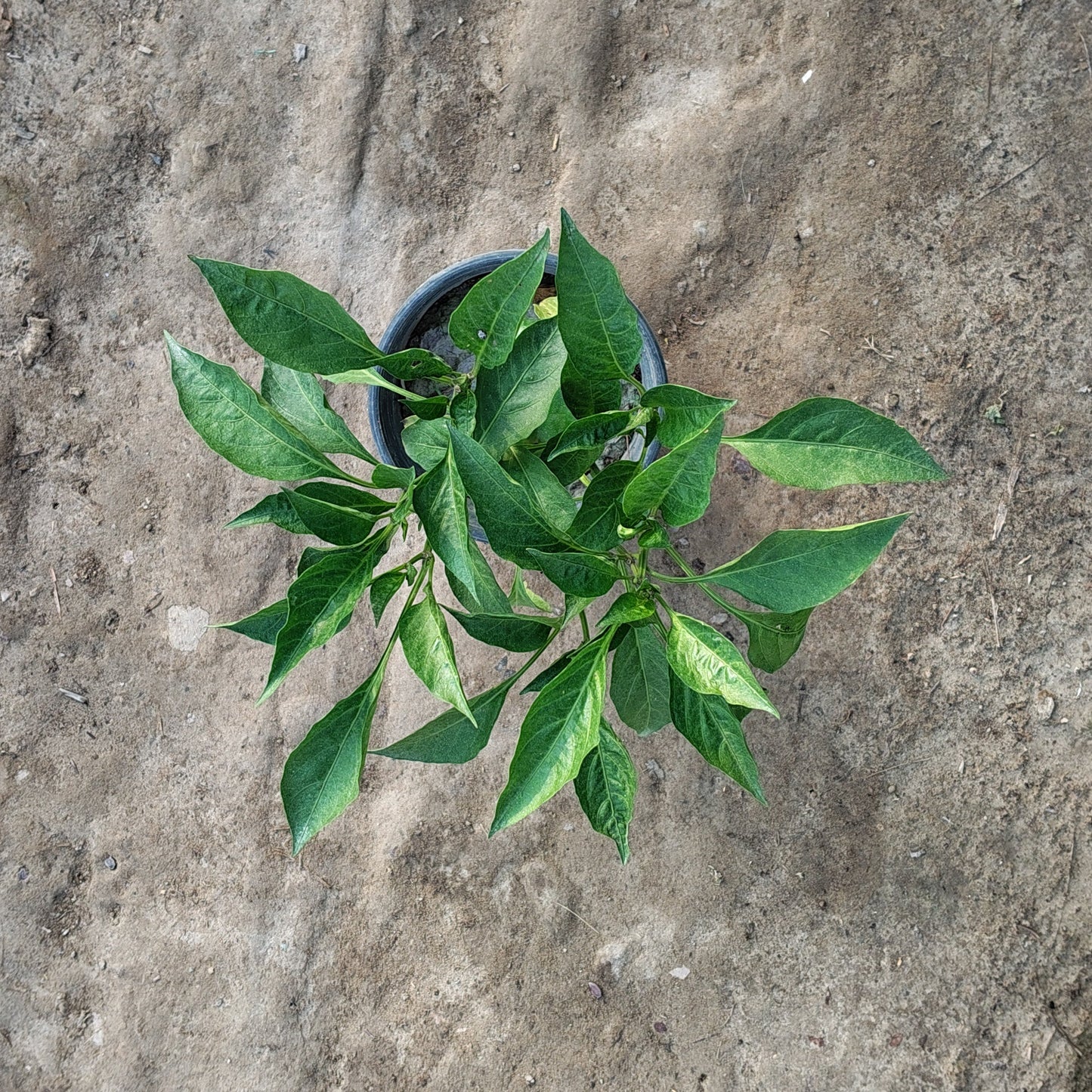 Shimla Mirch (Capsicum/Bell Pepper) - Fresh Vegetable Plant (Plant in 6 inch Pot)