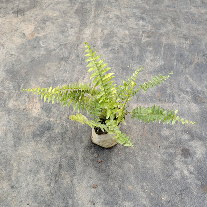 Boston Fern (Nephrolepis exaltata) - Lush Green Air Purifying Indoor Plant (Plant in 6 inch Polybag)